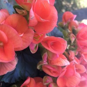 Meet your Posher, Calzone